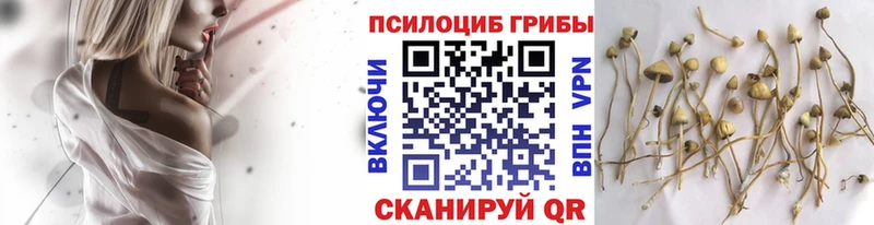 блэк спрут ссылка  Кукмор  Псилоцибиновые грибы Cubensis 